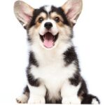 NBA赛程表直播指南:实时追踪每日精彩对决 9qbrz